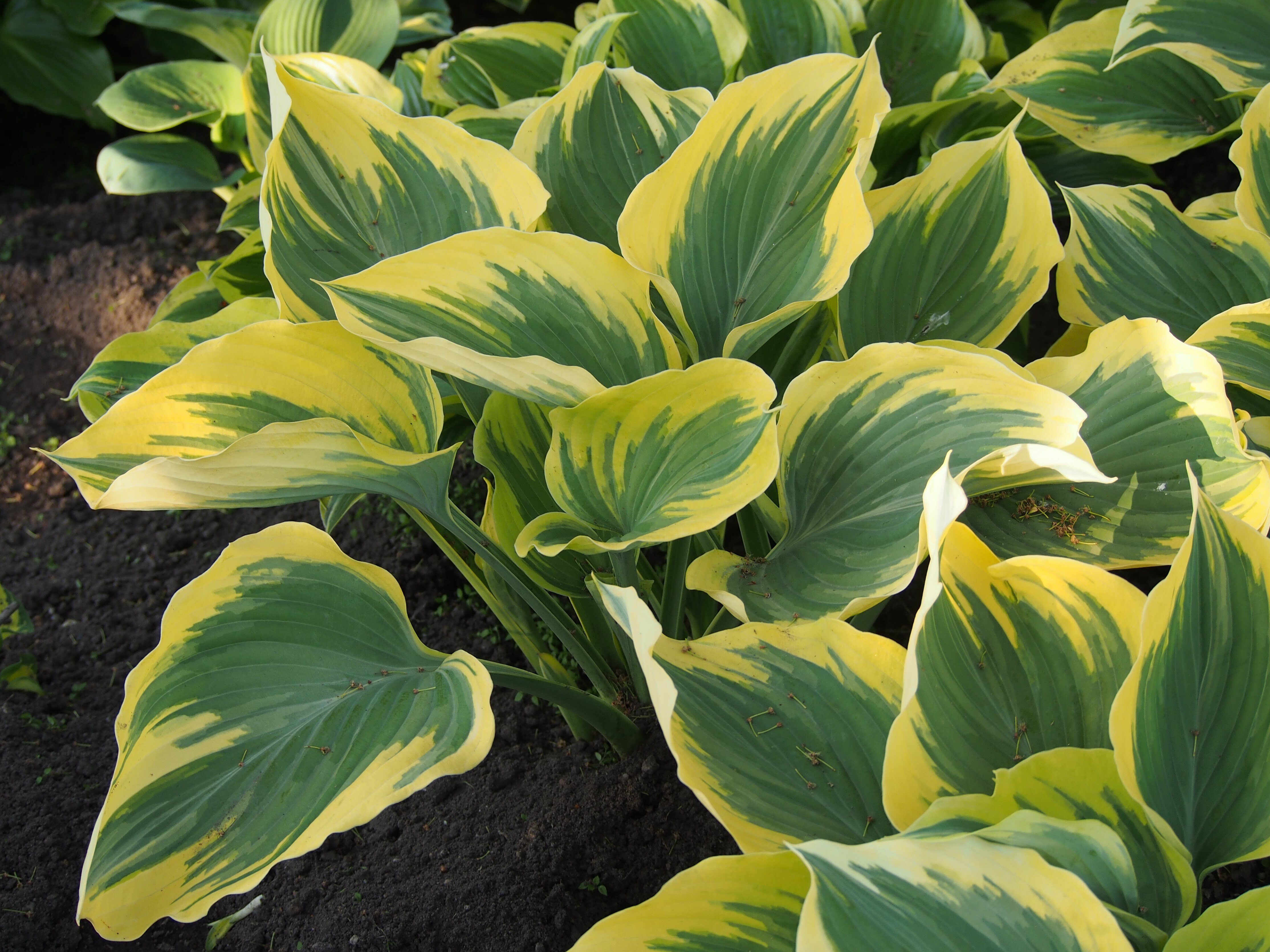 Hosta CC