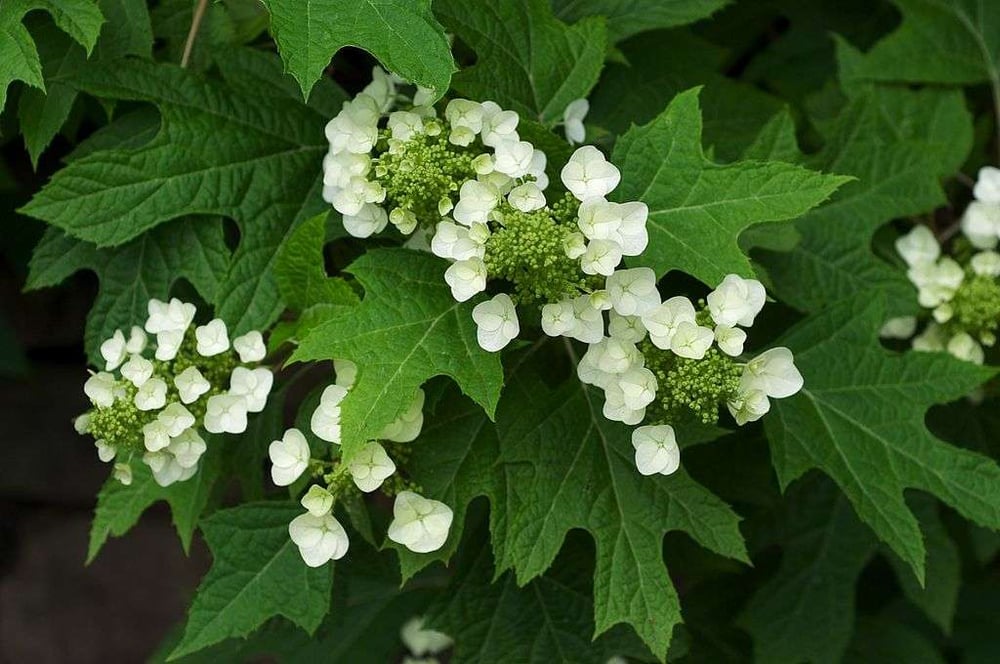 Easy to grow hydrangea