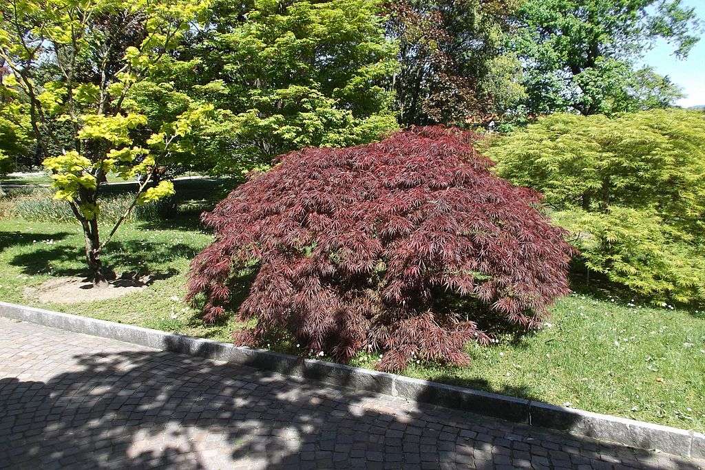 Japanese Maple ornamental tree
