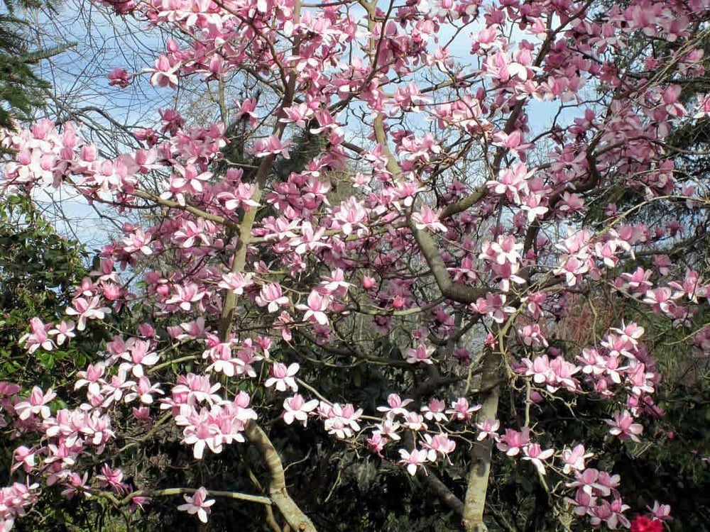 Magnolia Tree low maintenance ornamental accent