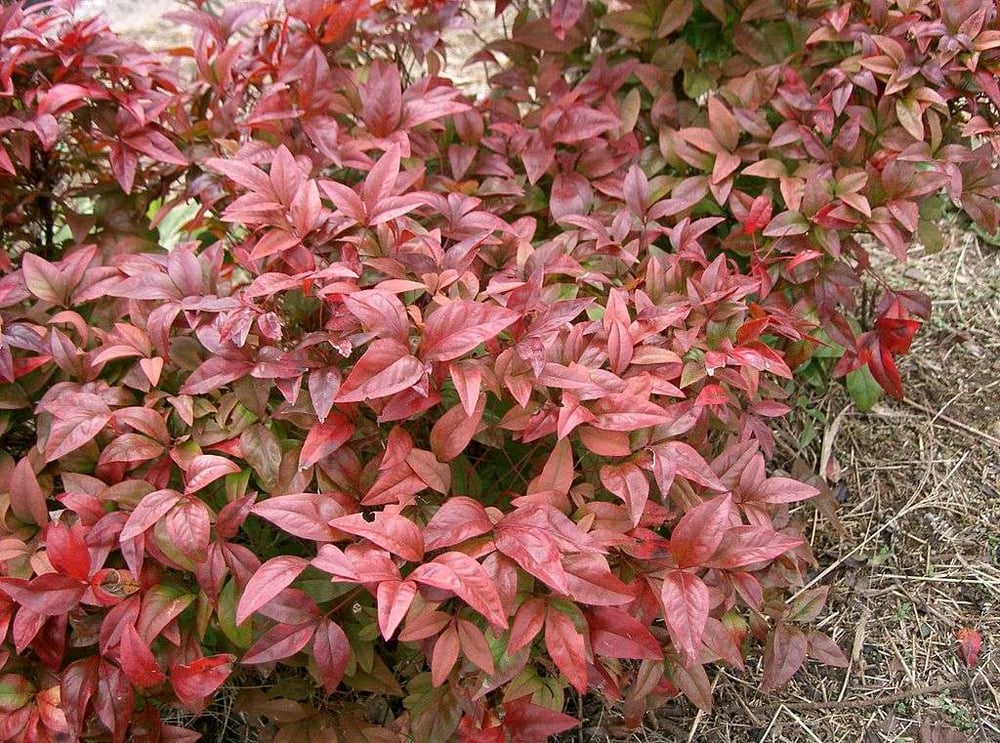 Nandina shrub in lawn