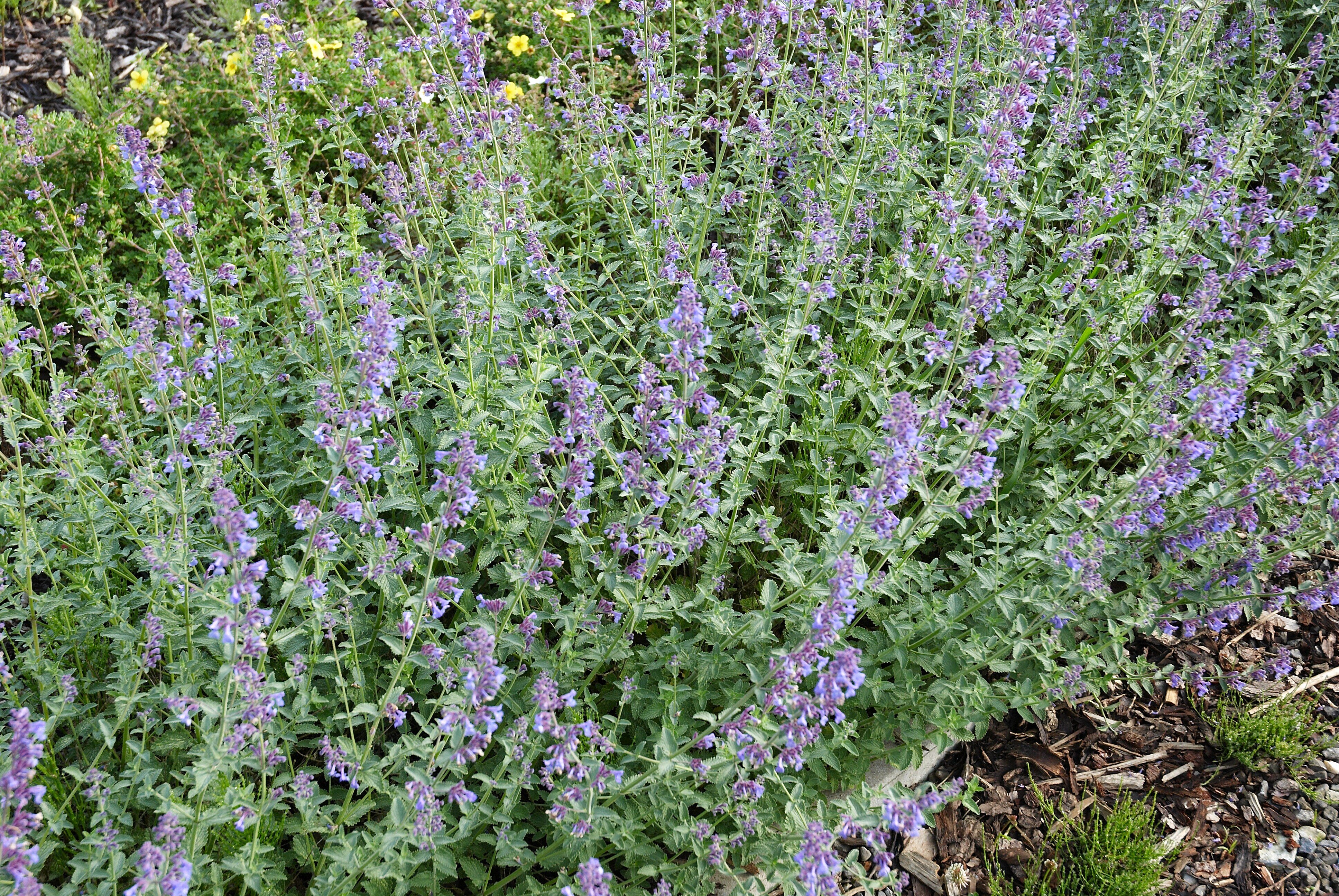 Nepeta faassenii (Catmint) CC
