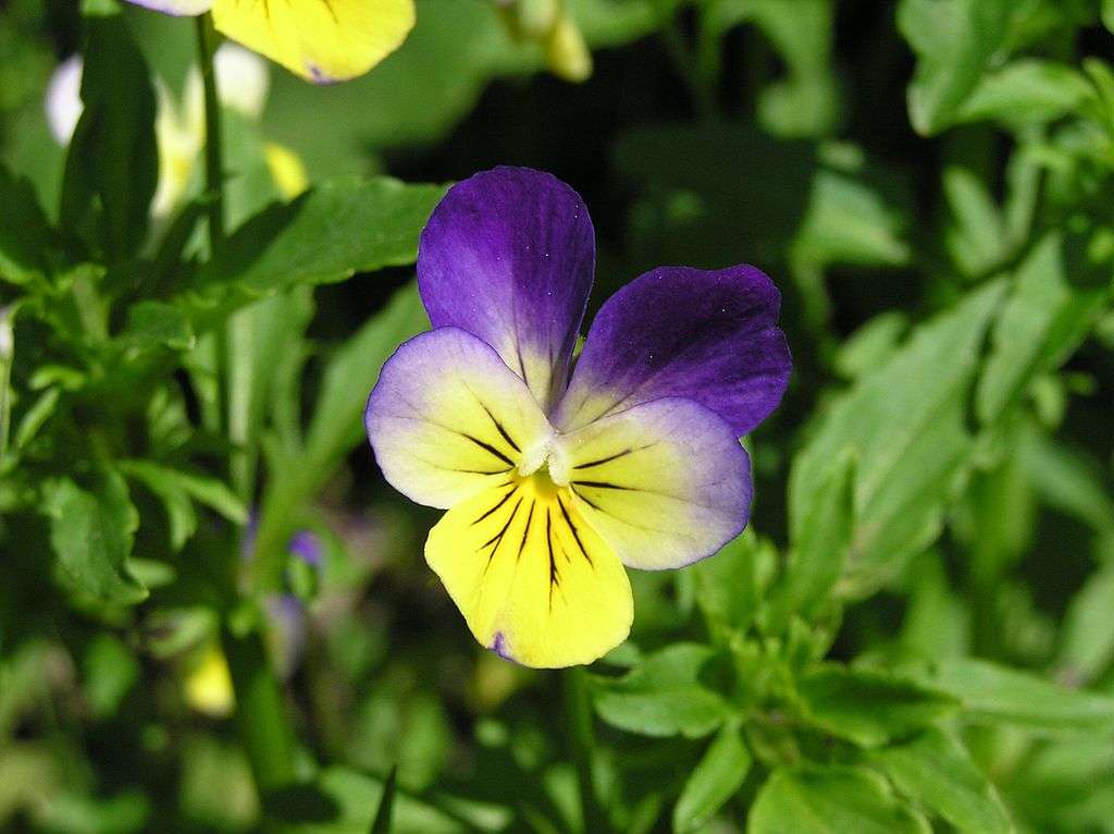 Purple and yellow pansy