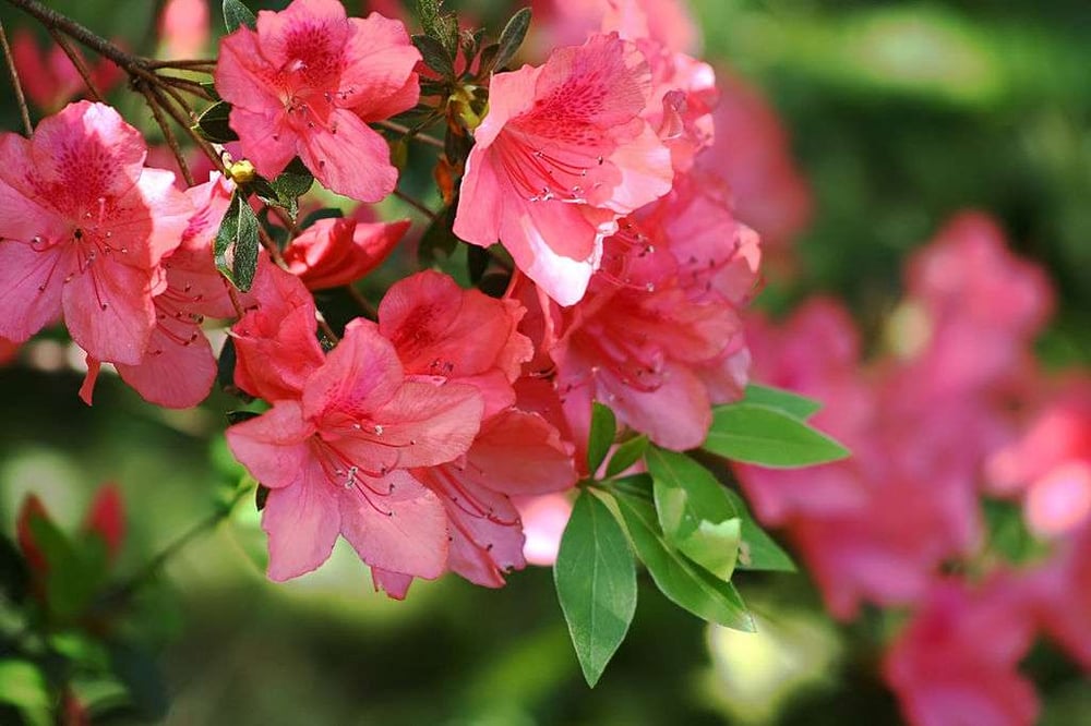 easy to care for pink azaleas