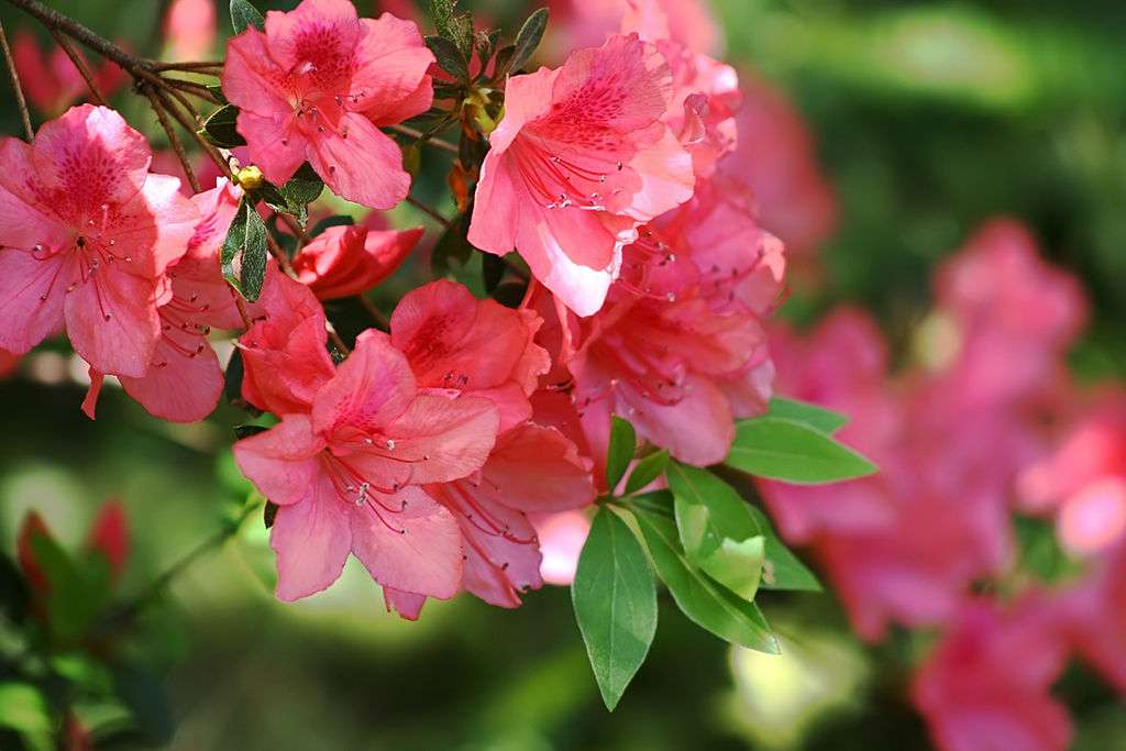 Pink Azaleas 