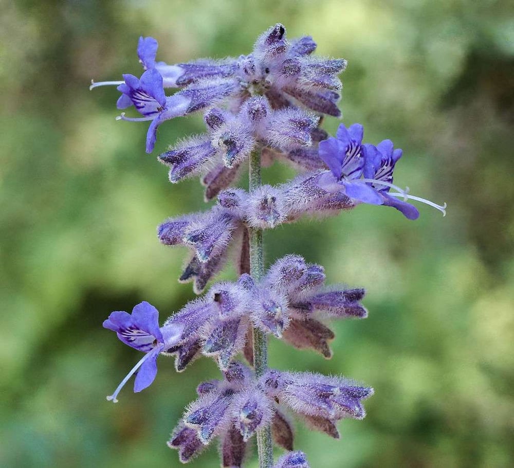 Salvia russian sage flowers