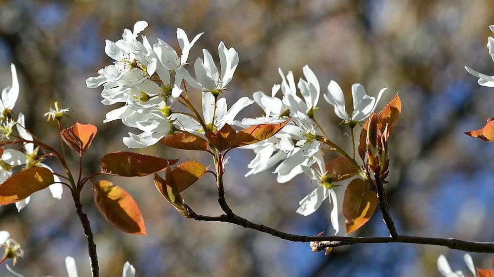 Serviceberry tree blooms