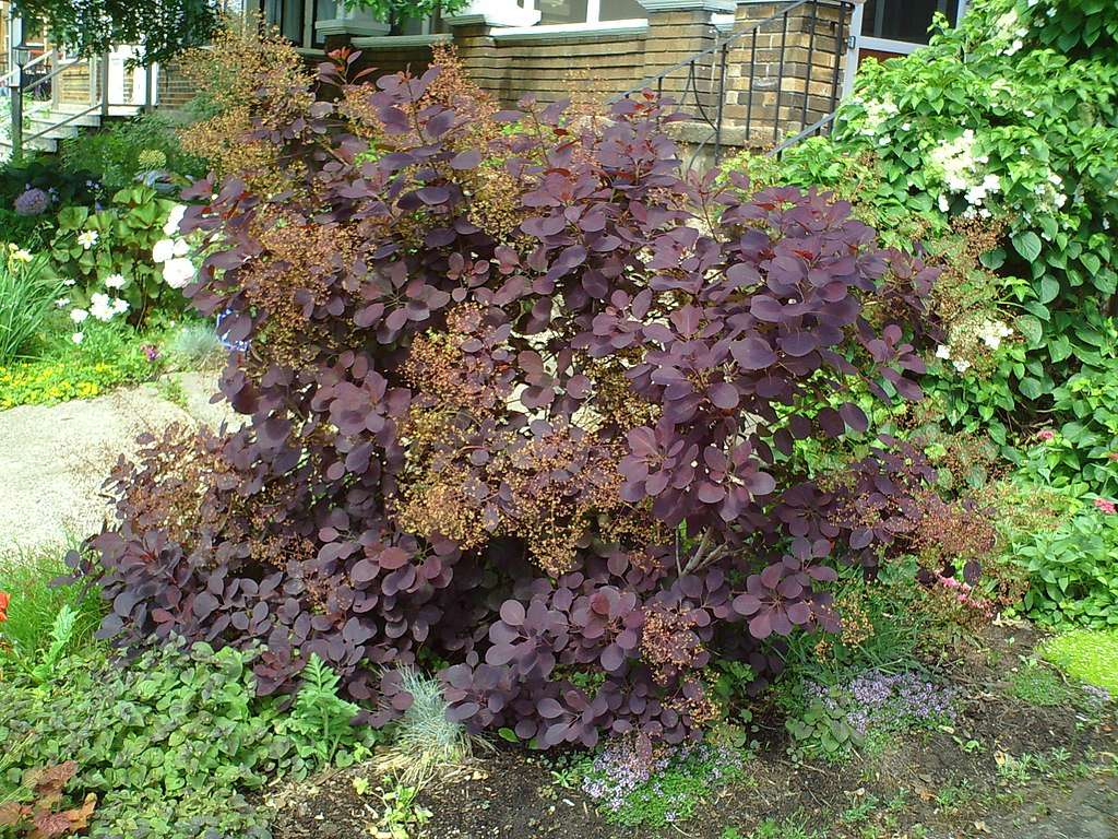 Smoke Bush in fall