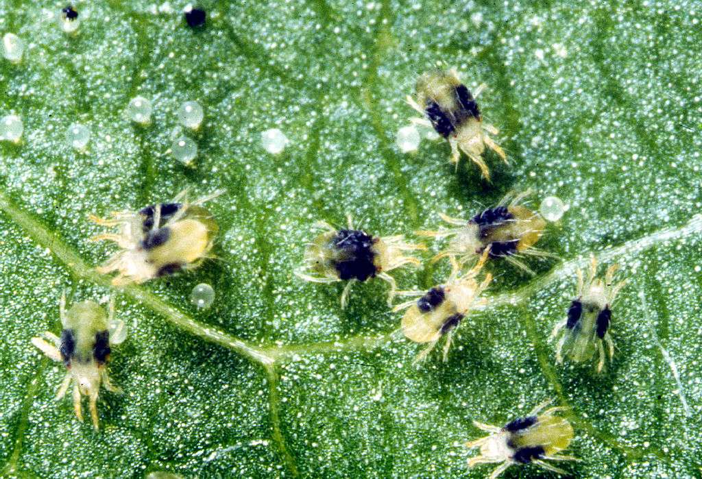 Spider Mites eating shrub