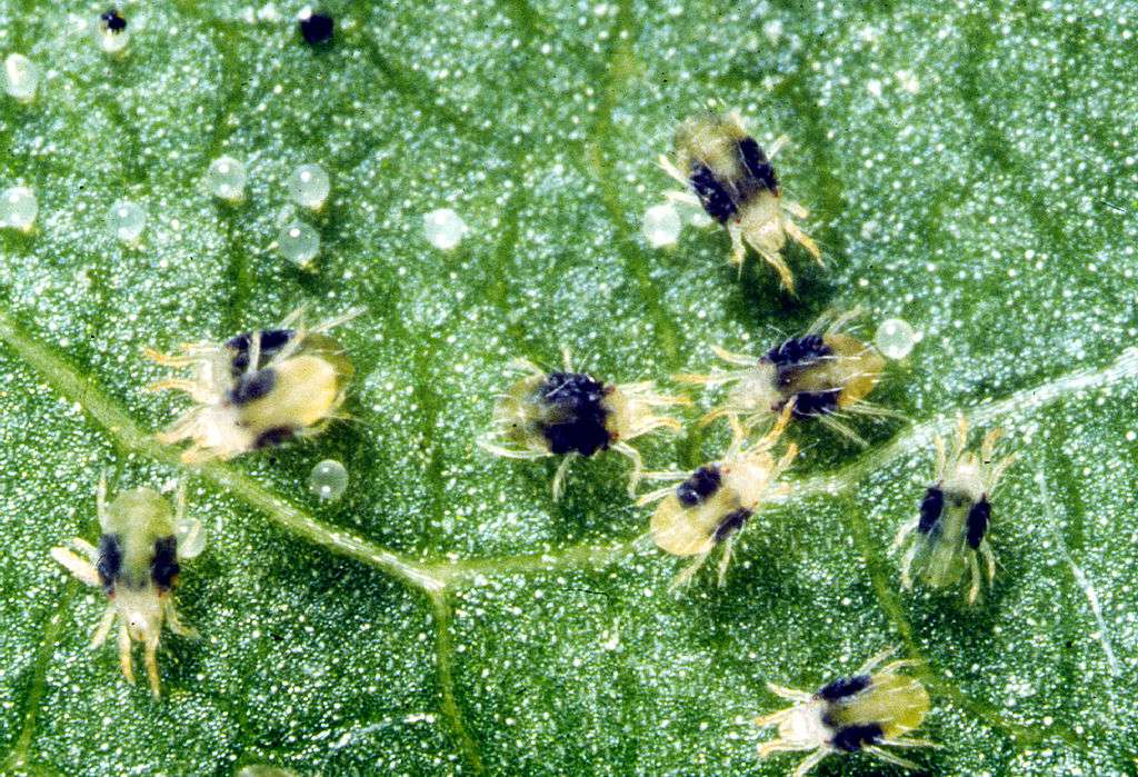 spider mites damaging tree