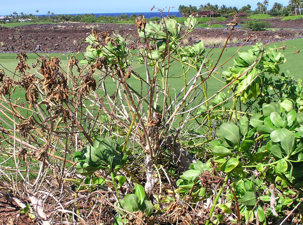 Verticillium Wilt on shrub