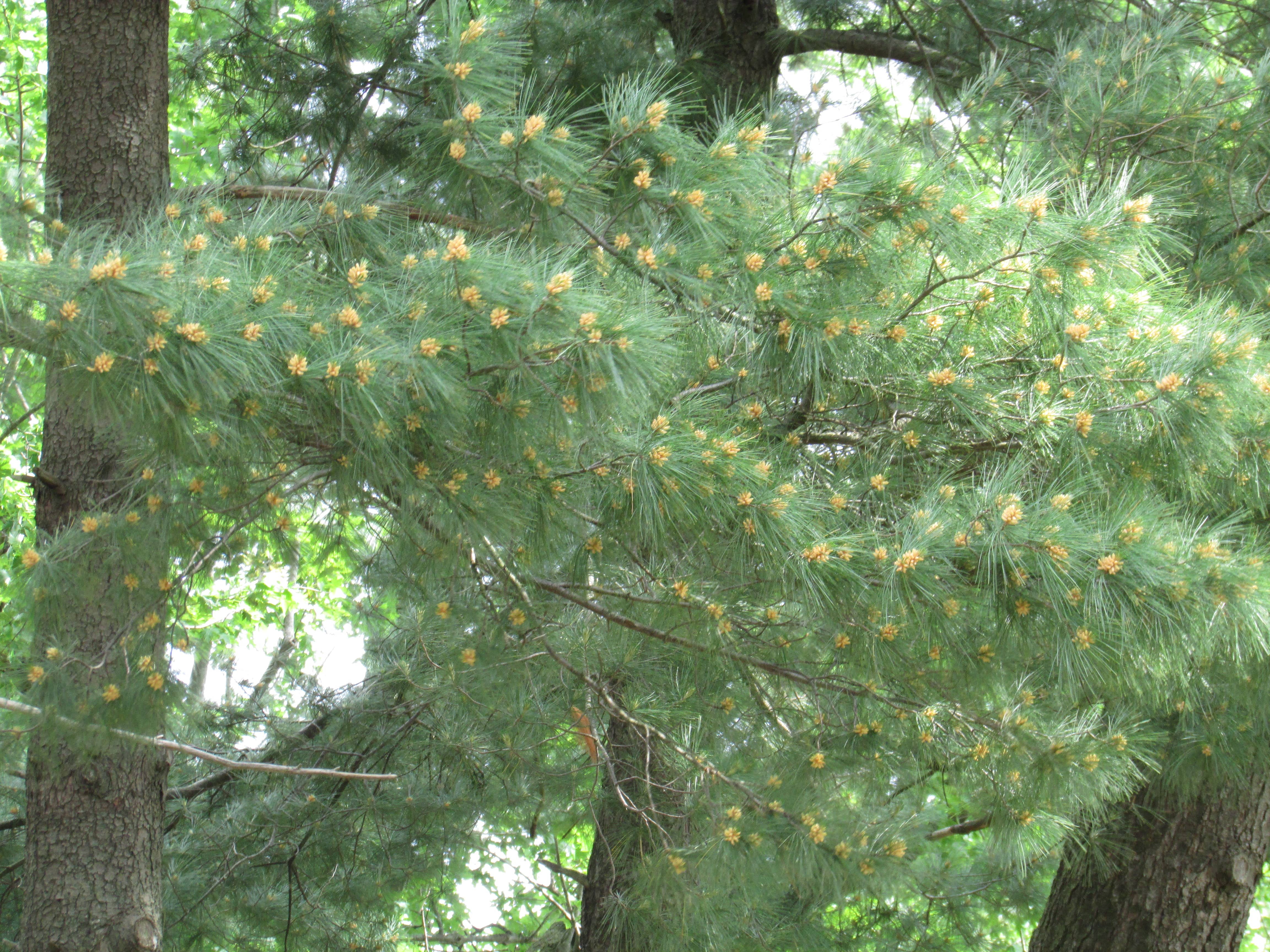 White Pine (pinus strobus) CC