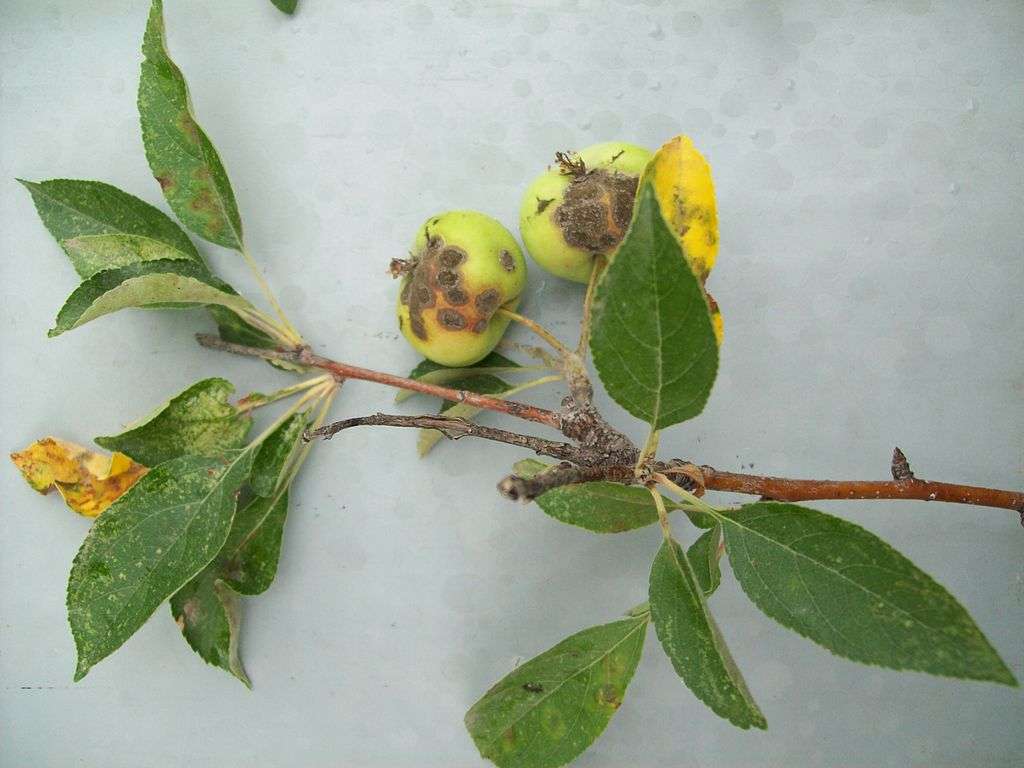 apple scab tree disease