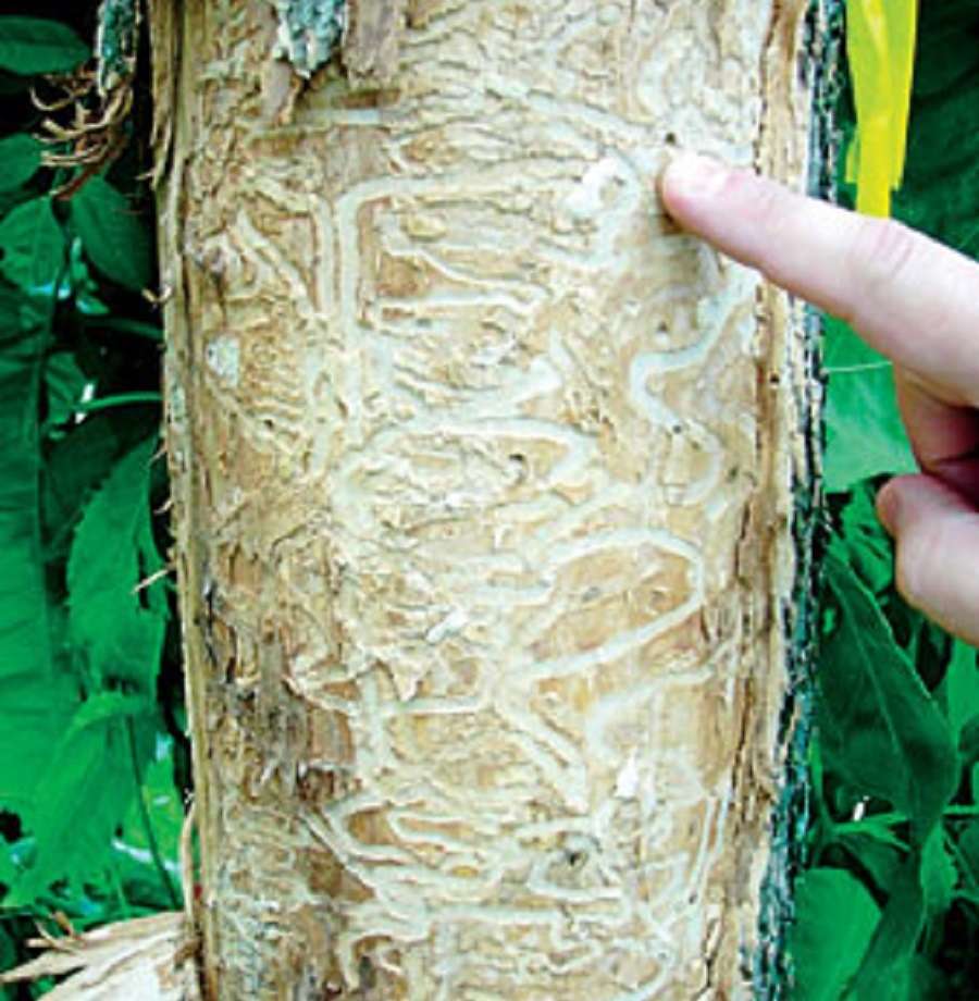 ash borer tunnels in tree