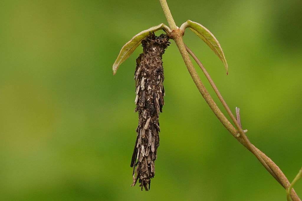 bagworm on tree branch