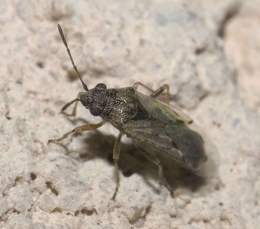 chinch bug identification