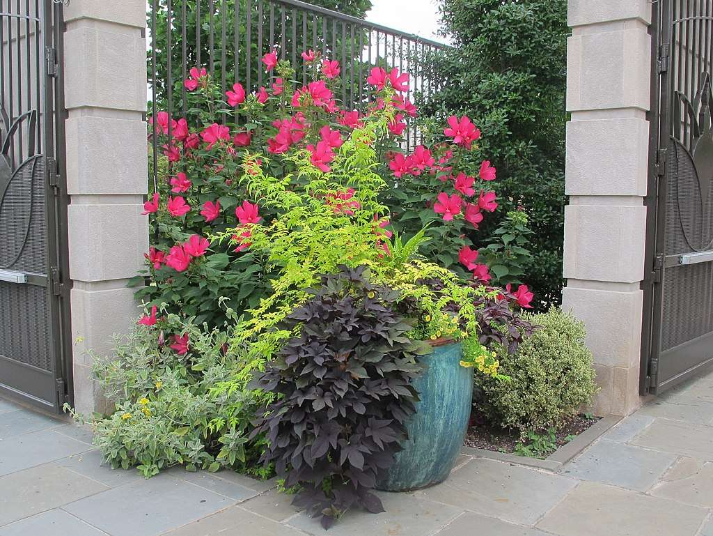 container garden adding color to landscape