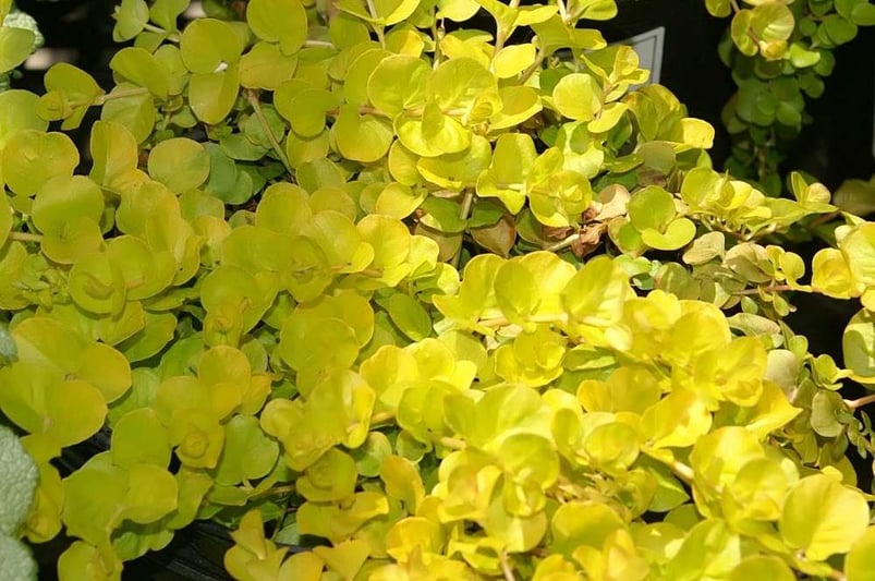 creeping jenny