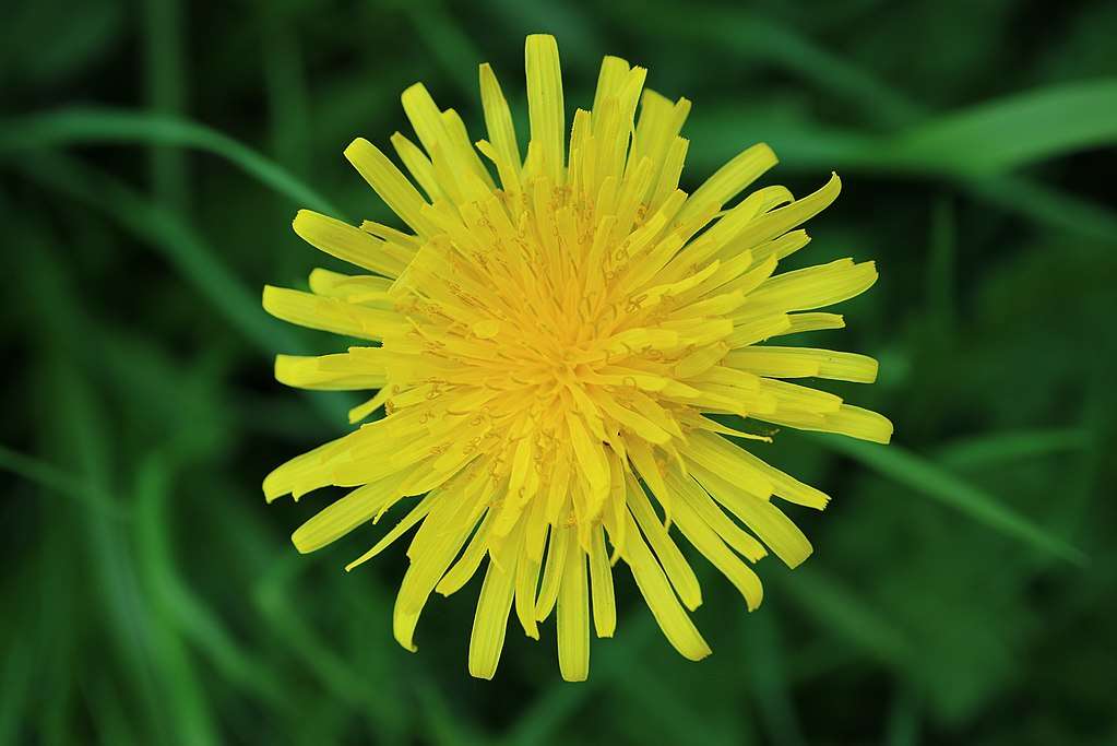 9 Common Lawn Weeds in Northern Virginia: Identification Tips and How ...