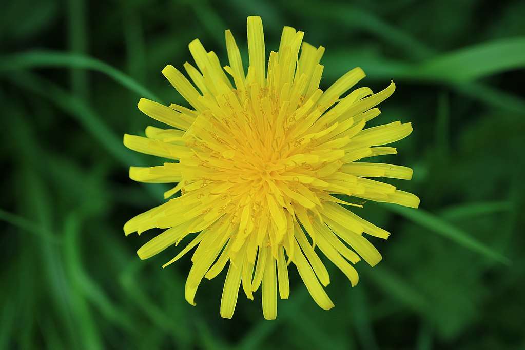 dandelion