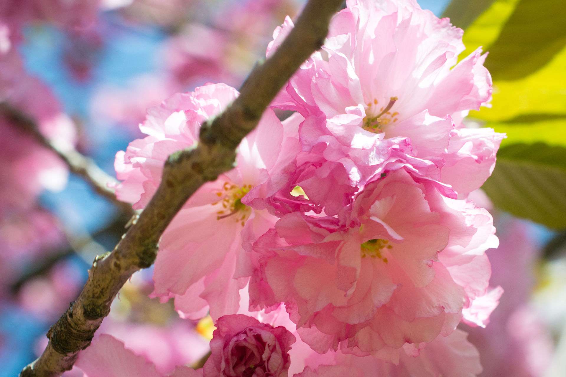 flowering cherry plant