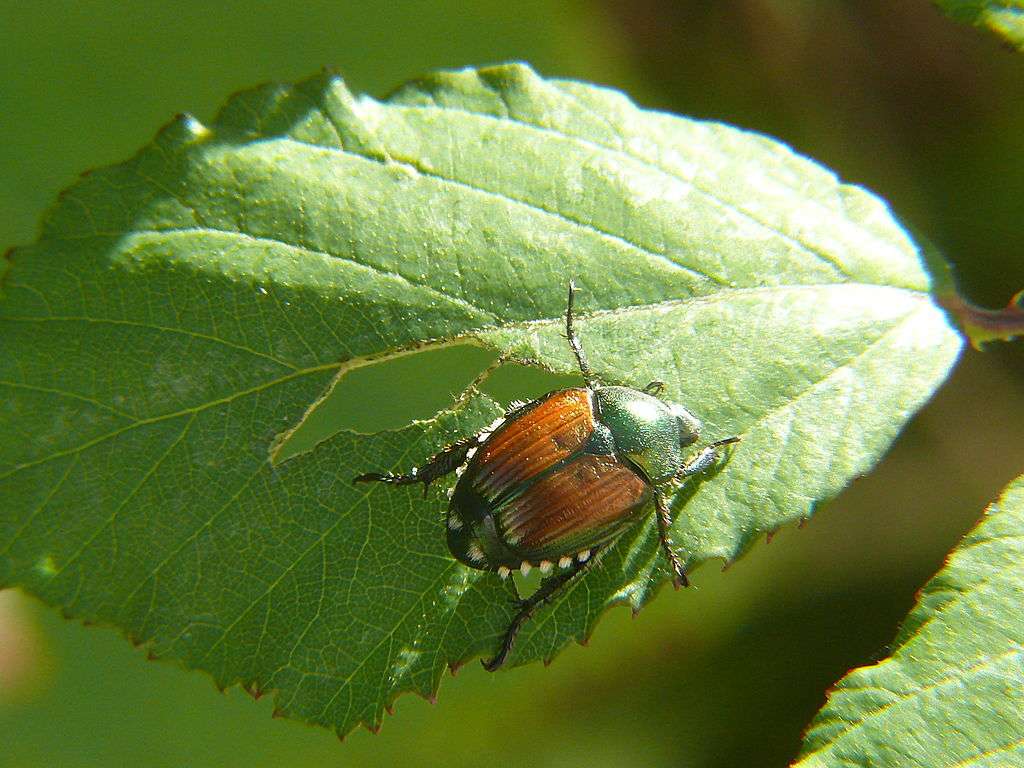 Japanese beetle eating leaf