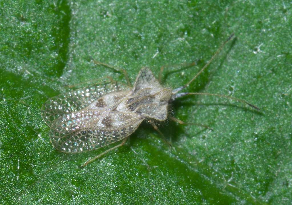 destructive lace bug on leaf