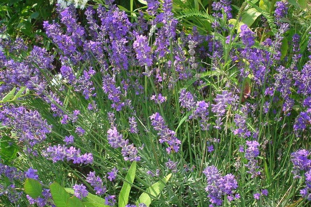 low maintenance lavender flower