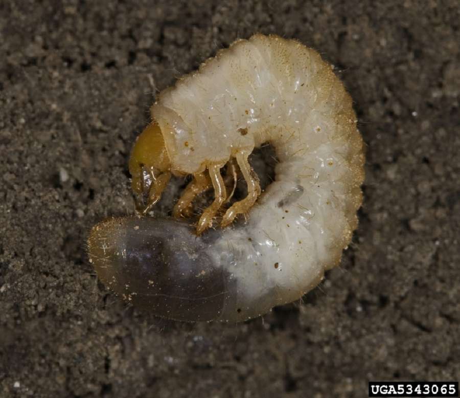 lawn grub in soil