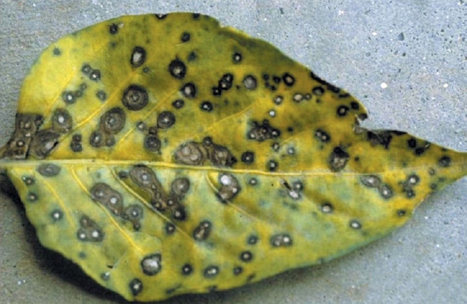 leaf spot shrub disease