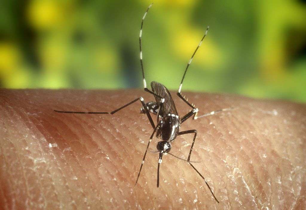 mosquito in yard