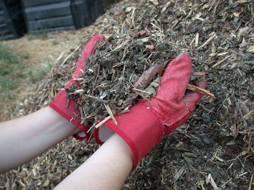 mulch for tree