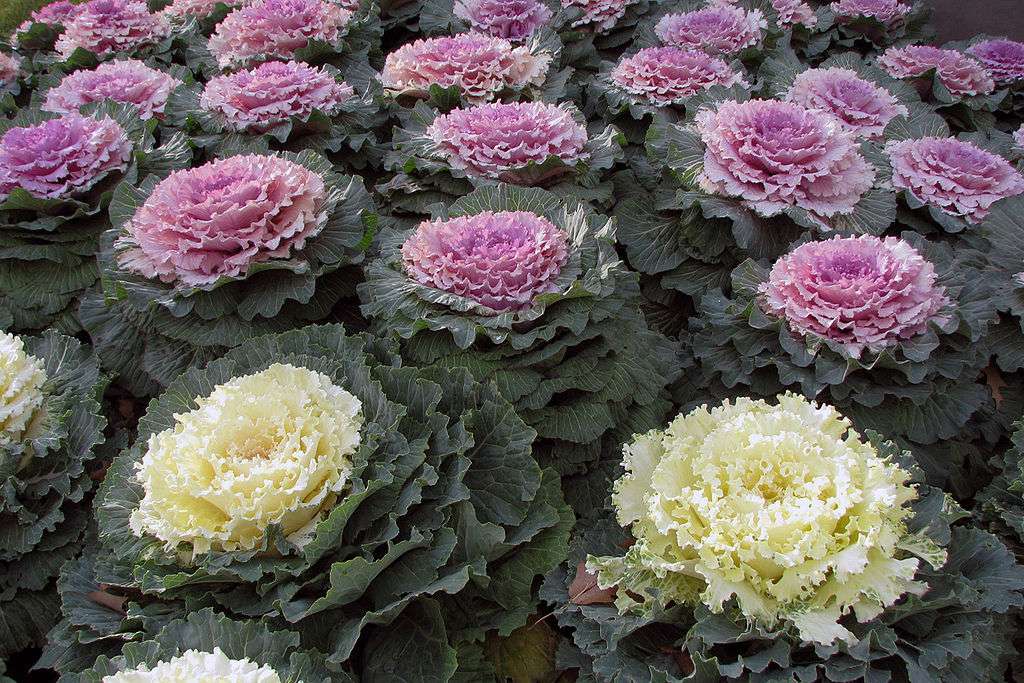 ornamental kale