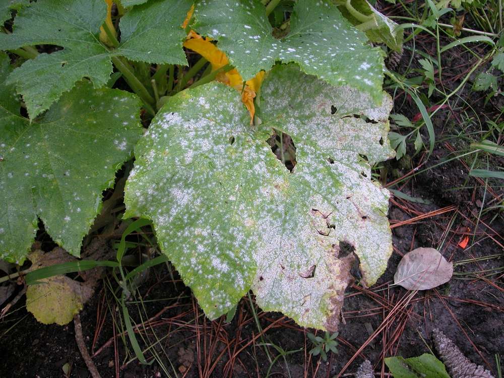 powdery mildew on leaf