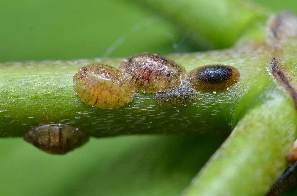 scale insects on tree branch