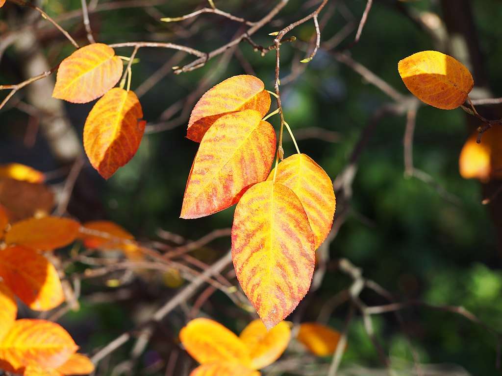 serviceberry in fall