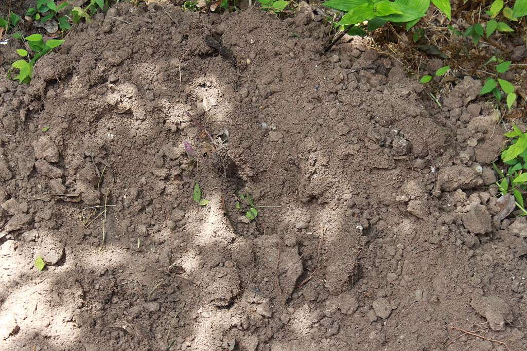 soil over grass