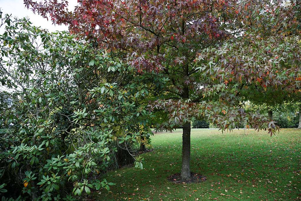 trees causing shade in lawn