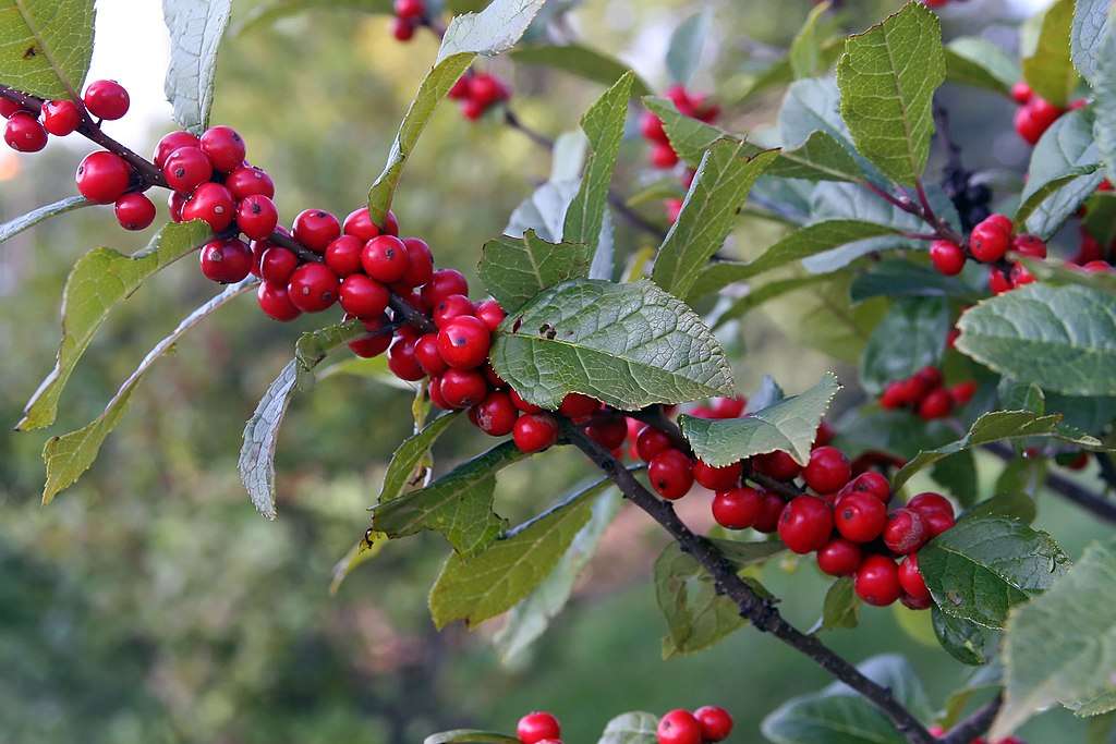 winterberry holly