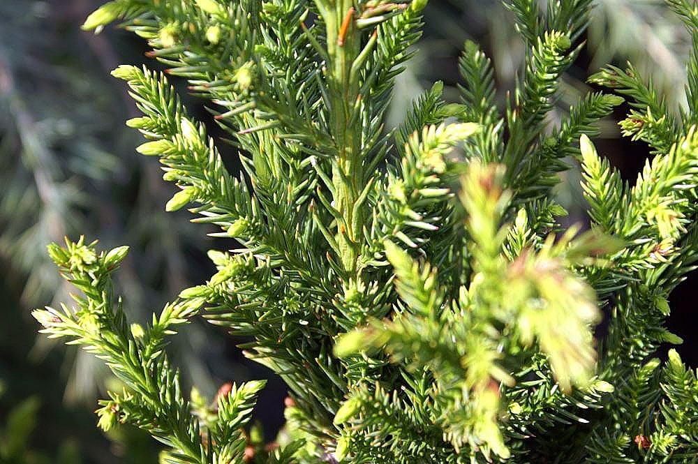 Cryptomeria_japonica_Black_Dragon CC