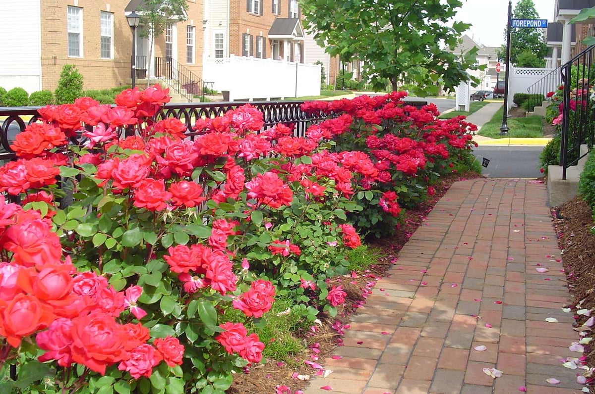 roses planted along walkway