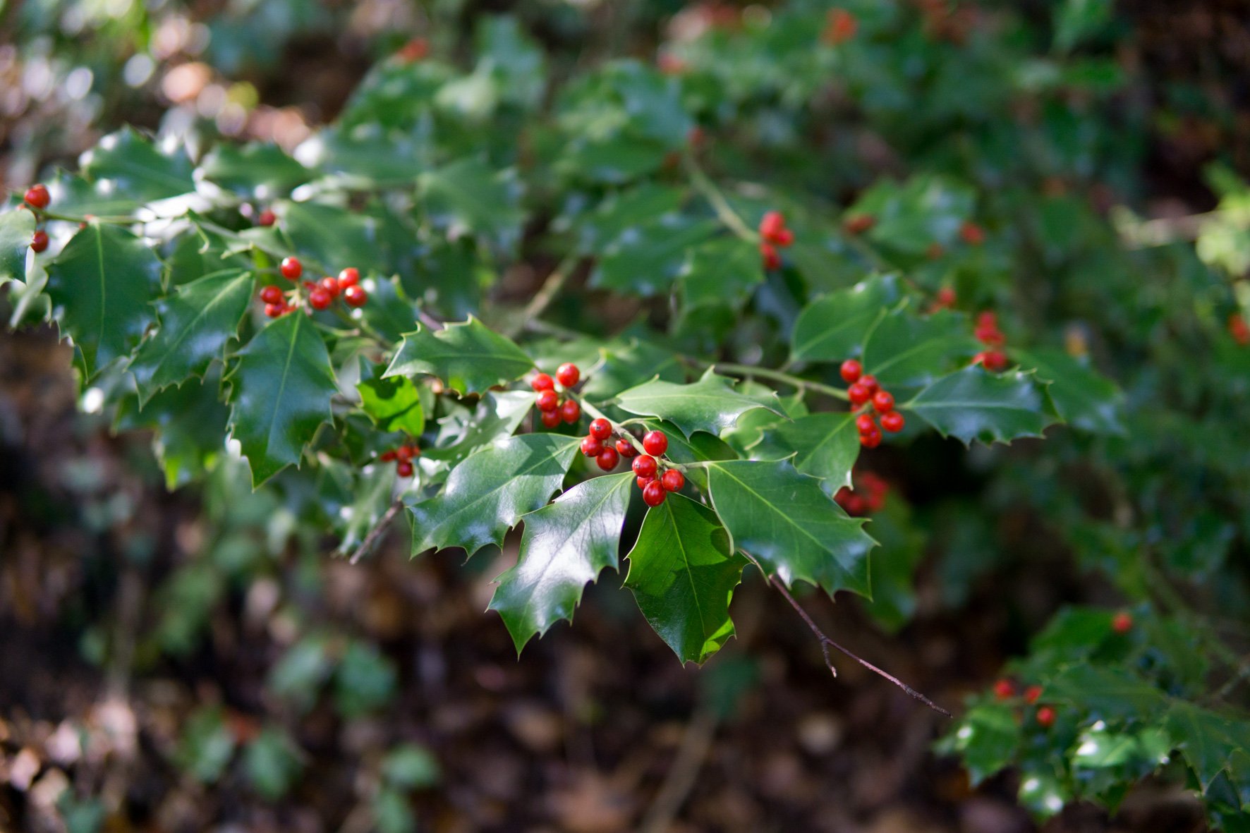 Ilex_aquifolium_fruits_4