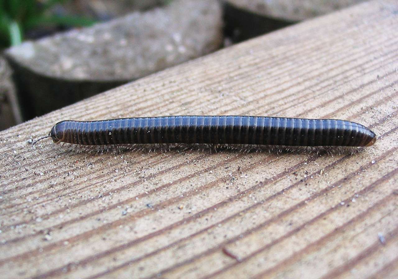 millipede