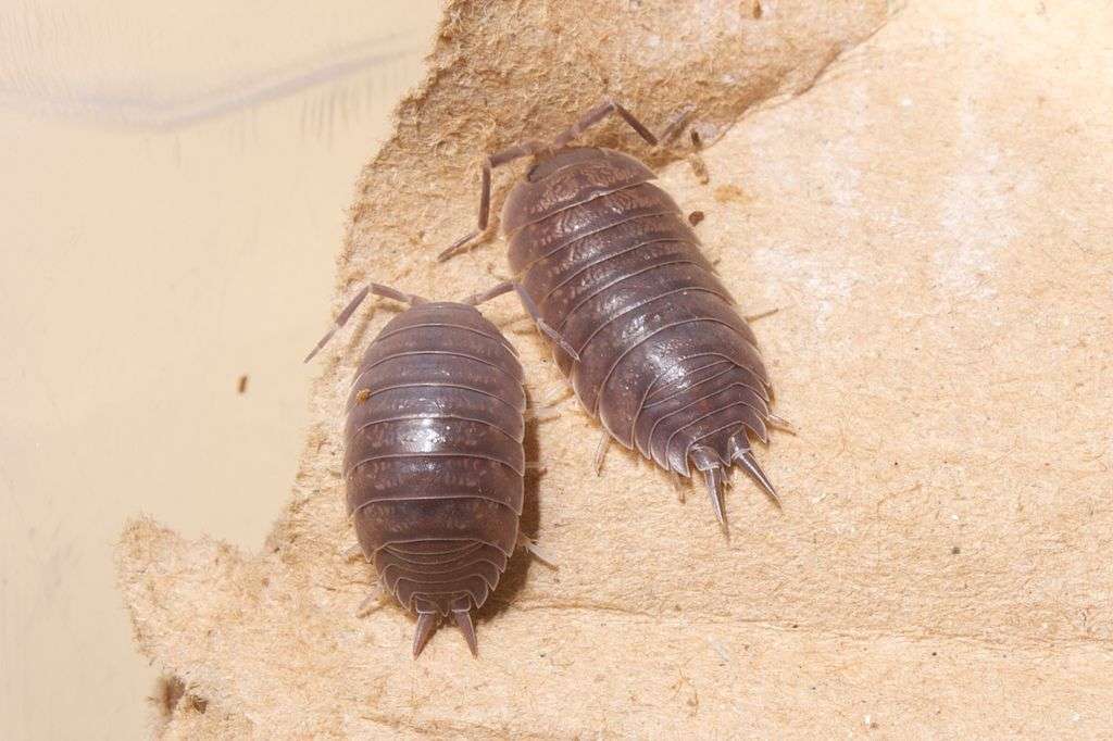 pill bugs