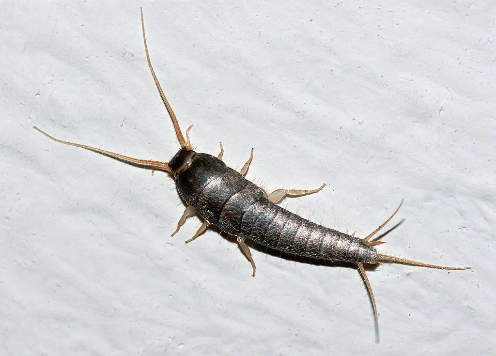 silverfish