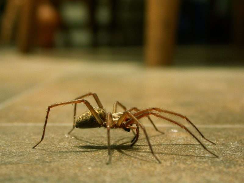 house spider