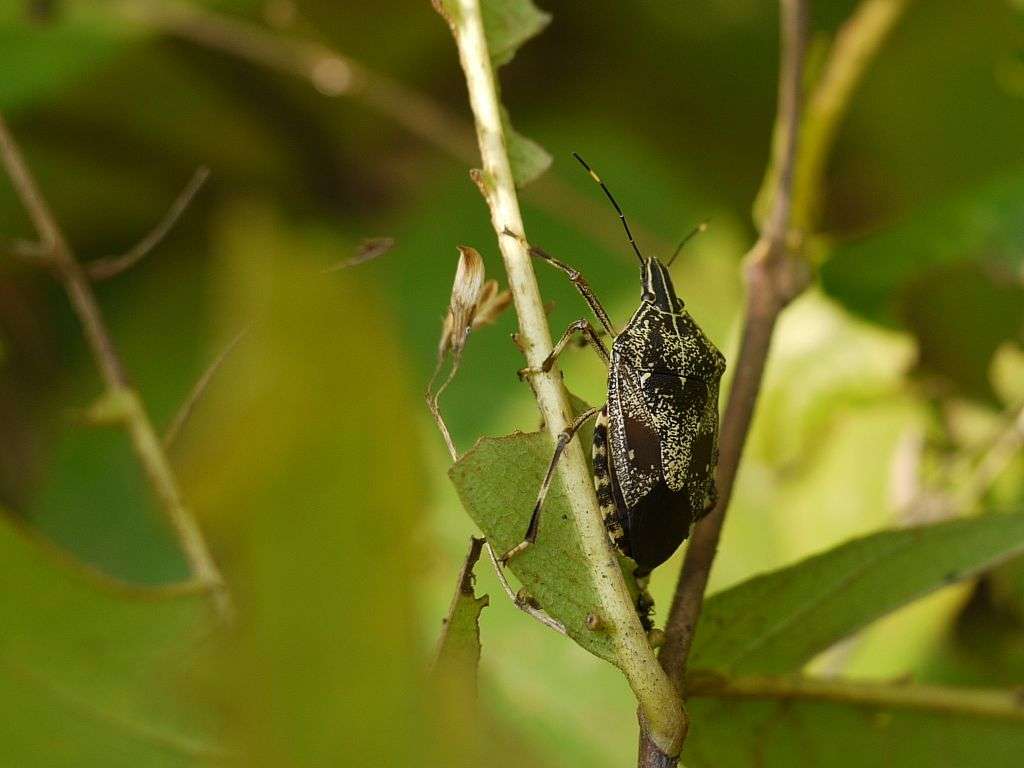 Stink bugs: The good, the bad, and how to get rid of them, Virginia Tech  News