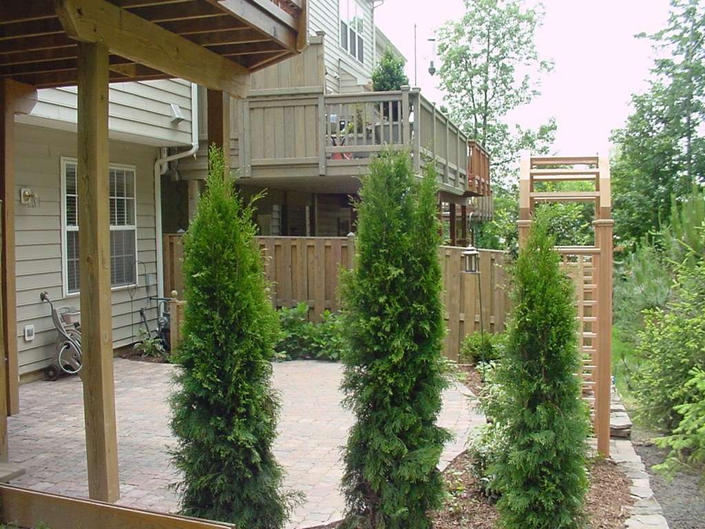 Townhouse privacy with trees