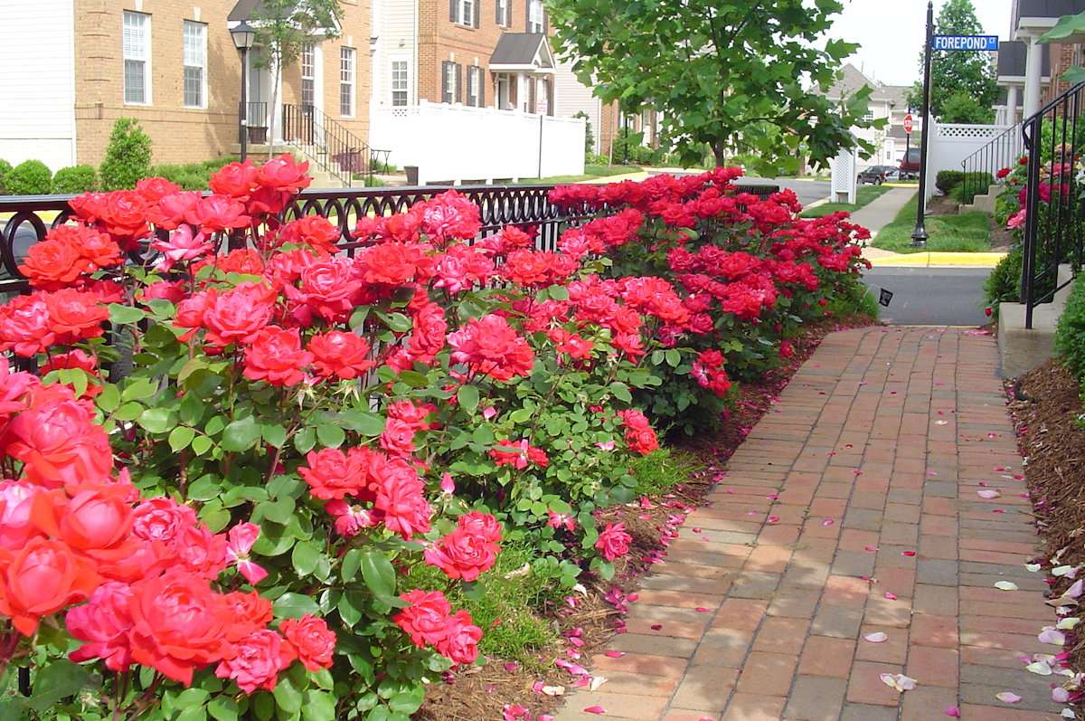 roses along walkway