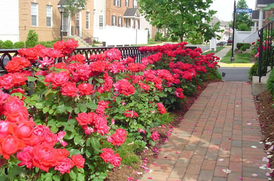 landscaping-planting-roses-walkway-1